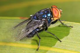 U.S. to Drop Sterilized Flies from Planes to Stop Flesh-Eating Pest That Kills Cows in Days 2 Cochliomyia hominivorax