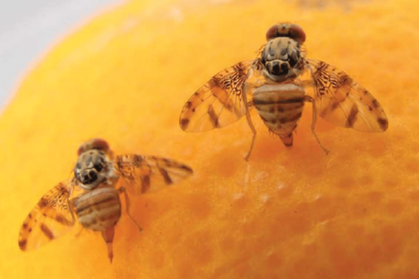 U.S. to Drop Sterilized Flies from Planes to Stop Flesh-Eating Pest That Kills Cows in Days 4 Mediterranean fruit fly